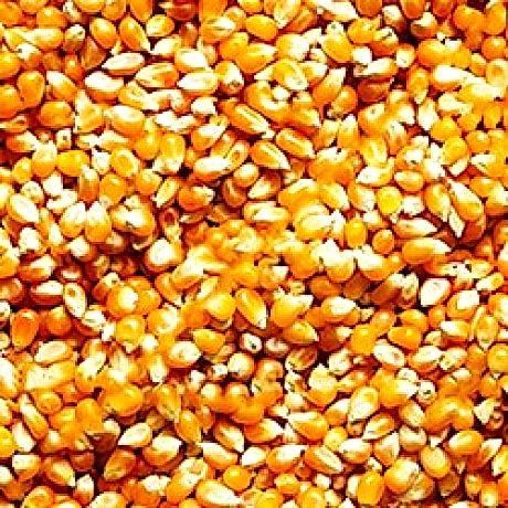 tam-yagli-soya